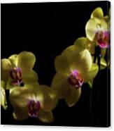 Yellow Orchid Canvas Print