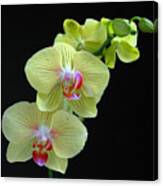Yellow Orchidee Canvas Print