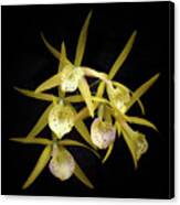 Glowing Orchids Canvas Print