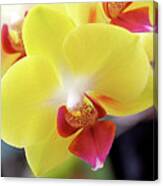 Yellow Phalaenopsis Orchids Canvas Print
