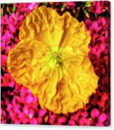 Yellow Poppy And Kalanchoe Flowers Canvas Print