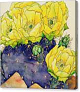 Yellow Prickly Pear Canvas Print