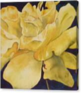 Yellow Rose 101 Canvas Print