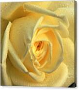 Yellow Rose Canvas Print
