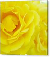 Yellow Roses Art Prints Botanical Giclee Prints Baslee Troutman Canvas Print