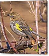 Yellow-rumped Warbler Canvas Print