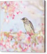 Yellow-rumped Warbler In Spring Blossoms Canvas Print