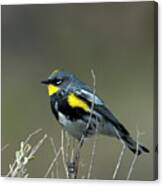 Yellow-rumped Warbler Canvas Print