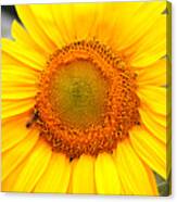 Yellow Sunflower With Bee Canvas Print