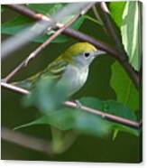 Yellow-throated Warbler Canvas Print