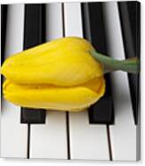 Yellow Tulip On Piano Keys Canvas Print