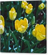 Yellow Tulips--film Image Canvas Print