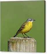 Yellow Wagtail Perching On The Roundpole A Close-up Canvas Print