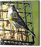 Yellow Rumped  Warbler 8 Canvas Print