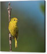 Yellow Warbler Canvas Print