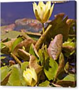Yellow Water Hyacinth Canvas Print