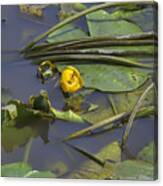 Yellow Waterlilly 2015 Canvas Print