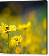 Yellow Wild Flowers Canvas Print