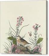 Yellow-winged Sparrow Canvas Print