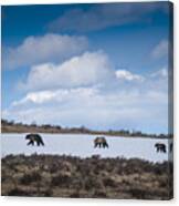 Yellowstone Bears Canvas Print