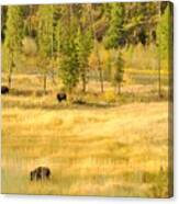 Yellowstone Bison Canvas Print