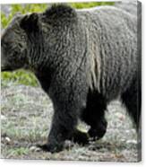 Yellowstone Grizzly Mid-stride Canvas Print