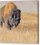 Yellowstone King Canvas Print