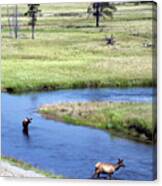 Yellowstone Park Elk In August Vertical Canvas Print
