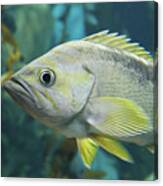 Yellowtail Rockfish Canvas Print