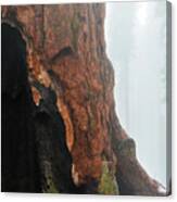 Yosemite Giant Sequoia Canvas Print