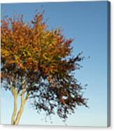 Young Autumn Beech Tree Canvas Print
