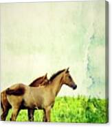 Young Colts Canvas Print