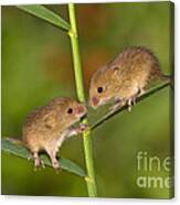 Young Eurasian Harvest Mice Canvas Print