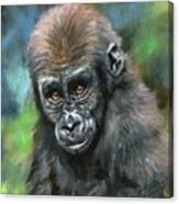 https://render.fineartamerica.com/images/rendered/small/canvas-print/mirror/break/images/artworkimages/square/1/young-gorilla-david-stribbling-canvas-print.jpg