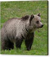 Young Grizzly Canvas Print