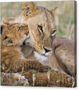 Young Lion Cub Nuzzling Mom Canvas Print