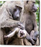 Young Olive Or Common Baboon Grooming Canvas Print