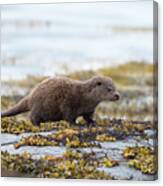 Young Otter Canvas Print