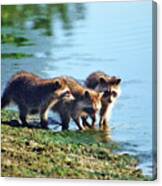 Young Raccoons Canvas Print