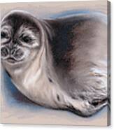Young Seal Canvas Print
