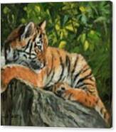 Young Tiger Resting On Rock Canvas Print