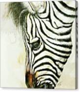 Young Zebra Becky Canvas Print