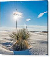 Yucca Sunburst - White Sands National Monument Photograph Canvas Print