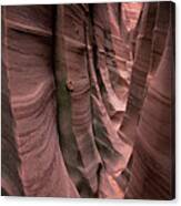 Zebra Canyon Canvas Print