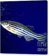 Zebra Fish Canvas Print