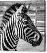 Zebra Canvas Print