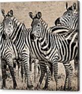 Zebra Herd Rock Texture Blend Wide Canvas Print
