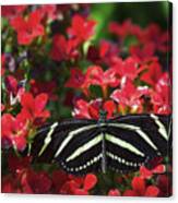 Zebra Lonwing Butterfly On Little Red Flowers Canvas Print