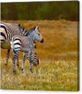 Zebra Mom And Foal Canvas Print