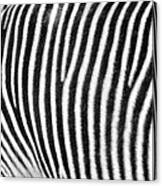 Zebra Print Black And White Horizontal Crop Canvas Print